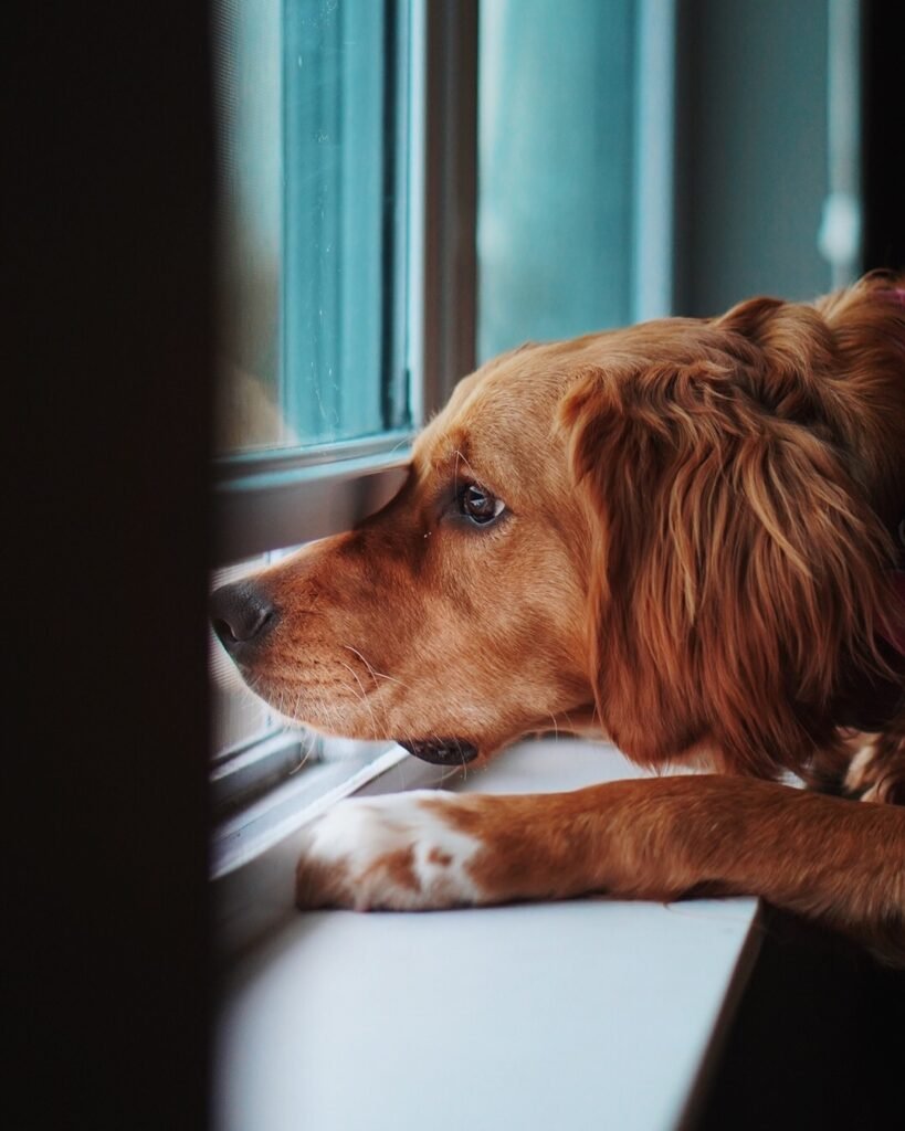 domesticated upset golden retriever looking out a window and missing his owner