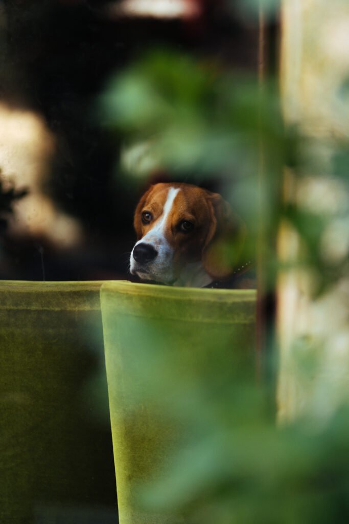 a mixed breed dog looking out of the window