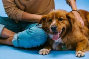 Brown dog happily lying on person's lap, showcasing companionship and relaxation.
